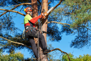 The Importance of Hiring a Tree Service Company
